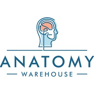 40% Off Anatomy Warehouse Coupon - (16 Active) July 2024